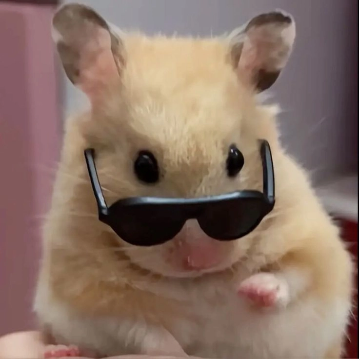 Chuột Hamster meme siêu bá đạo cực chất