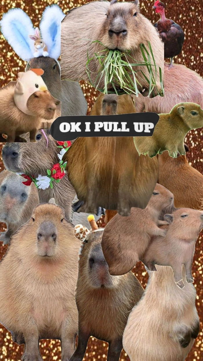 Hình ảnh capybara meme hài hước