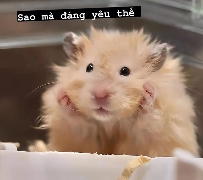 Hình ảnh hài hước meme chuột Hamster độc lạ