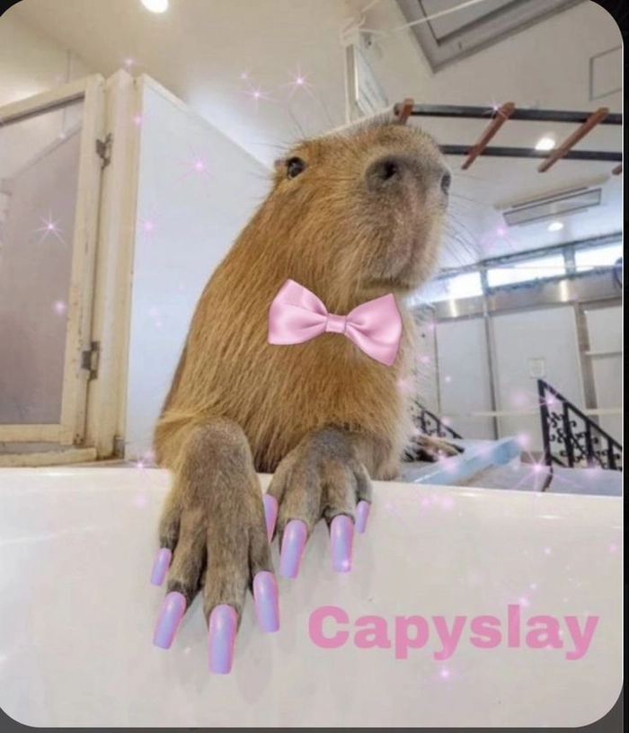 Hình ảnh meme capybara chibi dễ thương