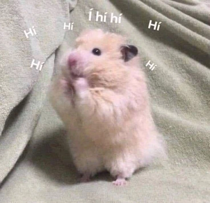 Hình ảnh meme chuột Hamster cực vui nhộn
