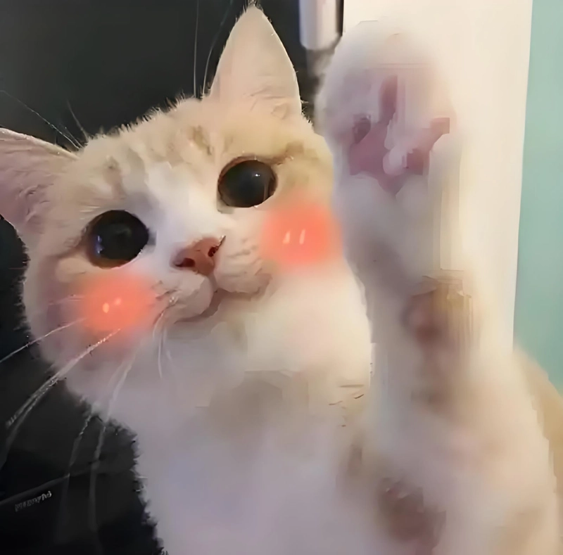 Hình ảnh meme đáng yêu đáng nhớ