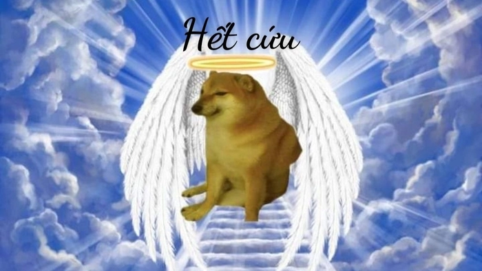 Hình meme hết cứu đáng nhớ