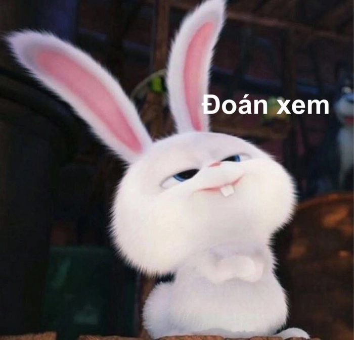 Hình thỏ Snowball cute siêu ngộ nghĩnh