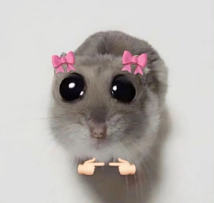 Meme ảnh chuột Hamster cực kỳ vui nhộn