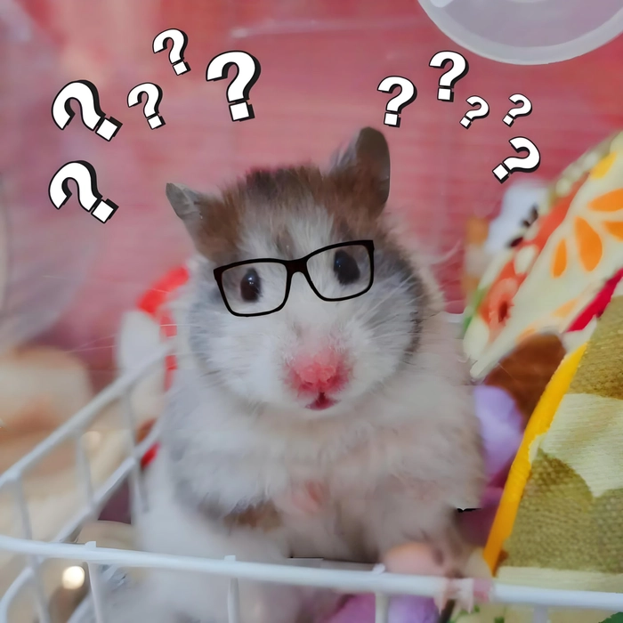 Meme ảnh chuột Hamster đáng yêu dễ mến