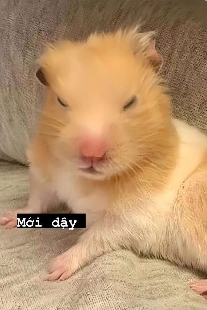 Meme ảnh chuột Hamster dễ thương và hài