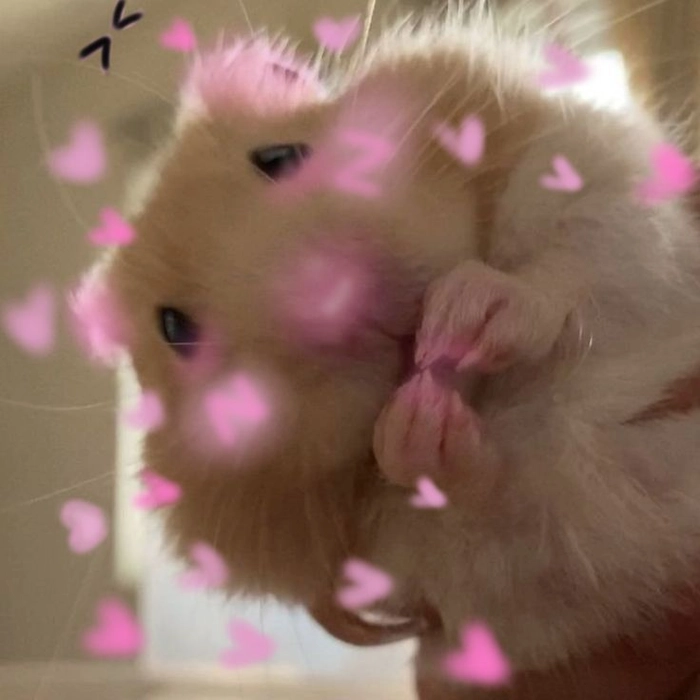 Meme ảnh chuột Hamster hài hước đáng yêu