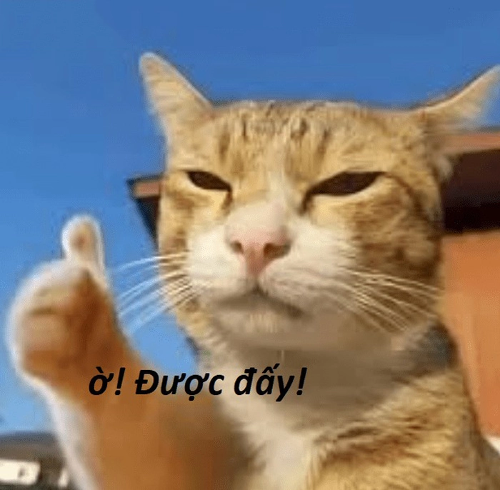 Meme ảnh mèo ngầu cực dễ thương