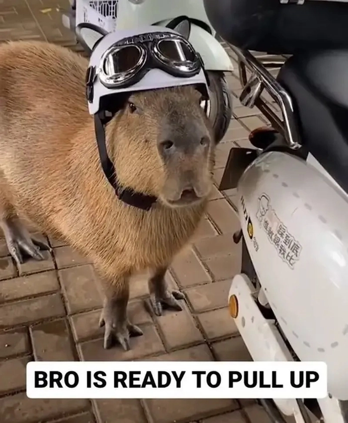 Meme capybara cầm dao siêu ngầu