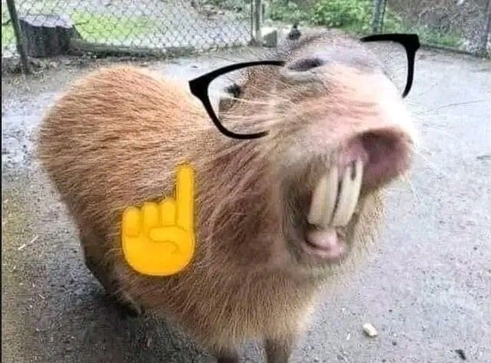 Meme capybara cute lan tỏa tiếng cười