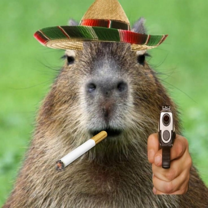 Meme capybara cute ngộ nghĩnh đáng yêu