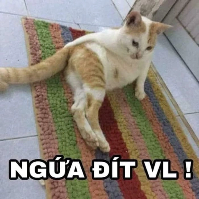Meme chê lùn hài dễ thương ngộ nghĩnh