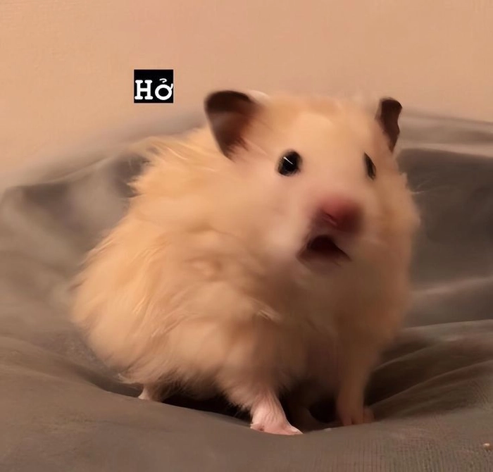 Meme chuột Hamster bá đạo khiến dân mạng thích thú