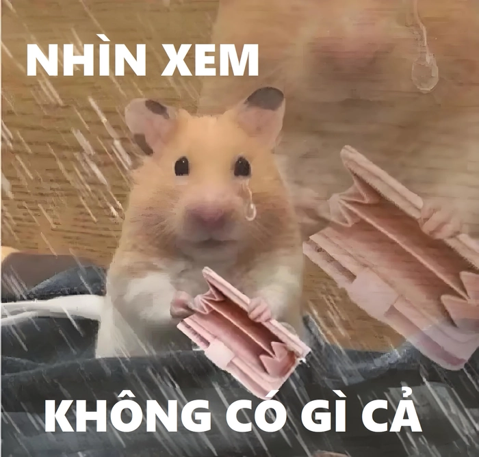 Meme chuột Hamster hài dễ thương ngộ nghĩnh