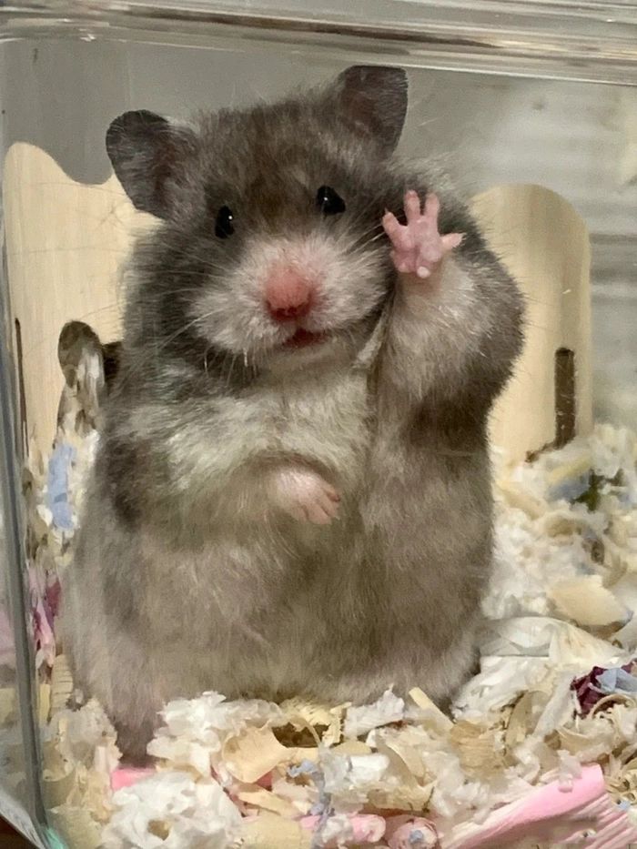 Meme chuột Hamster hài hước đáng yêu