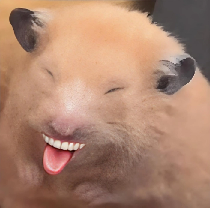 Meme chuột Hamster hài hước siêu dễ thương