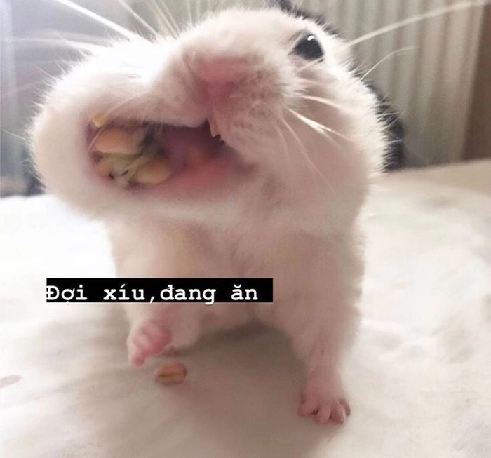 Meme chuột Hamster khóc đầy biểu cảm
