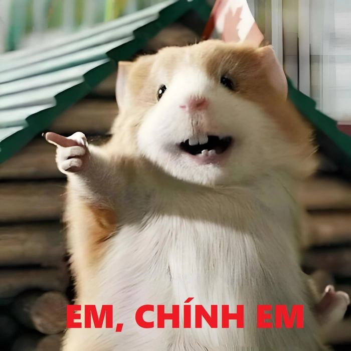 Meme chuột Hamster khóc ngộ nghĩnh đáng yêu