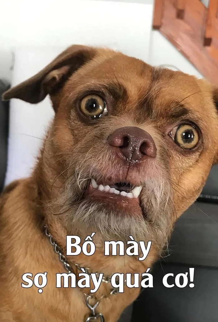 Meme chuột sợ hãi đáng yêu