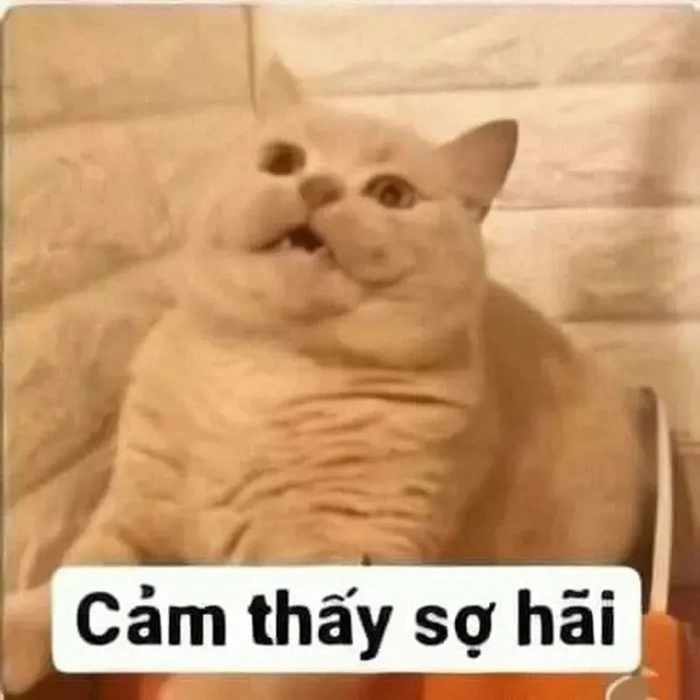 Meme con mèo sợ hãi dễ thương