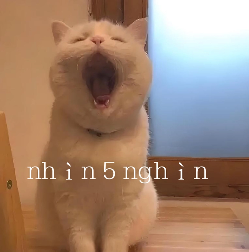 Meme đáng yêu dễ thương nhất