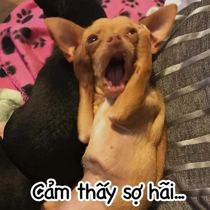Meme hài hước sợ hãi các kiểu
