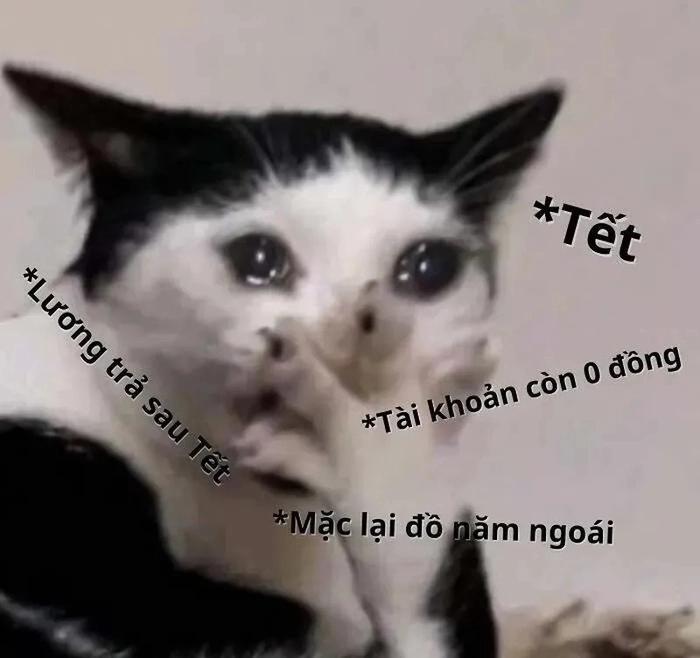 Meme hết tiền chế đáng yêu