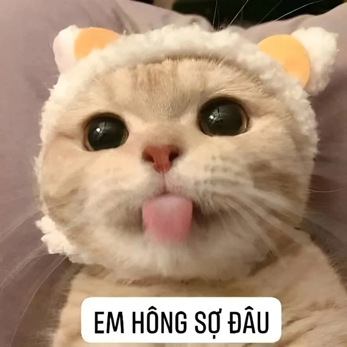 Meme không sợ troll vui
