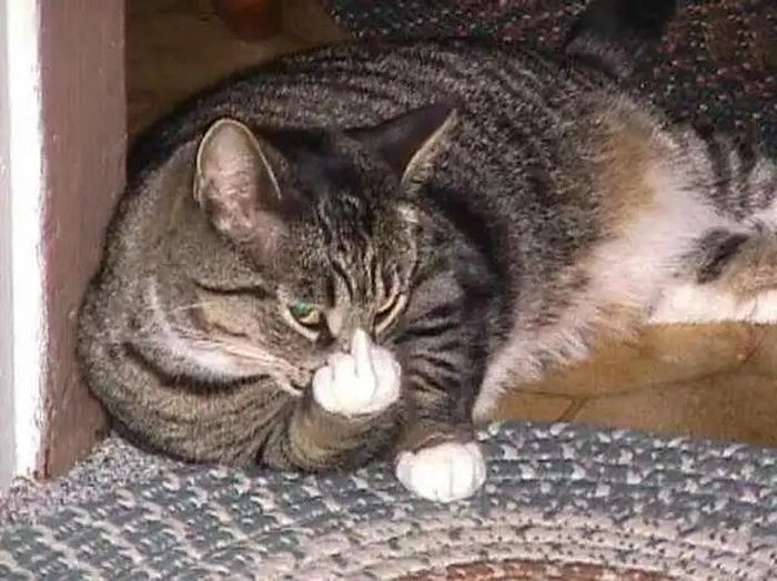 Meme ngón giữa chất lừ siêu bá đạo