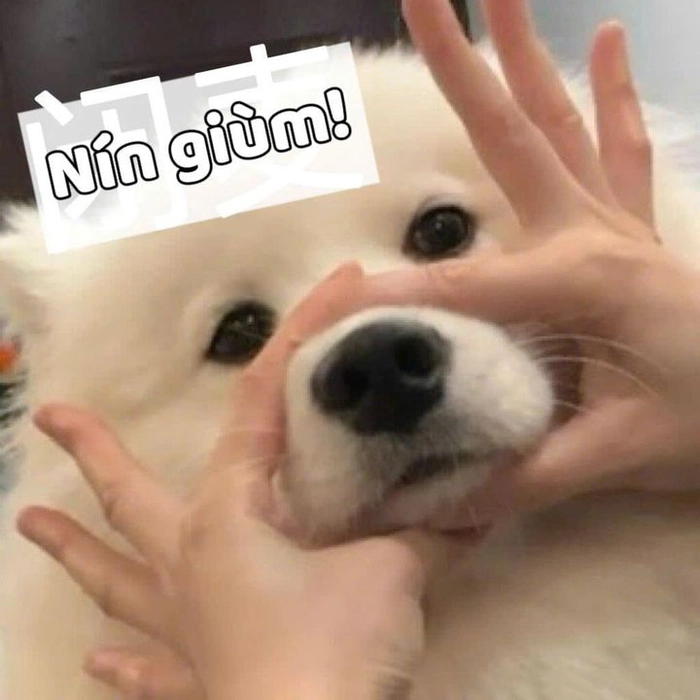 Meme nín em bé hài hước bá đạo