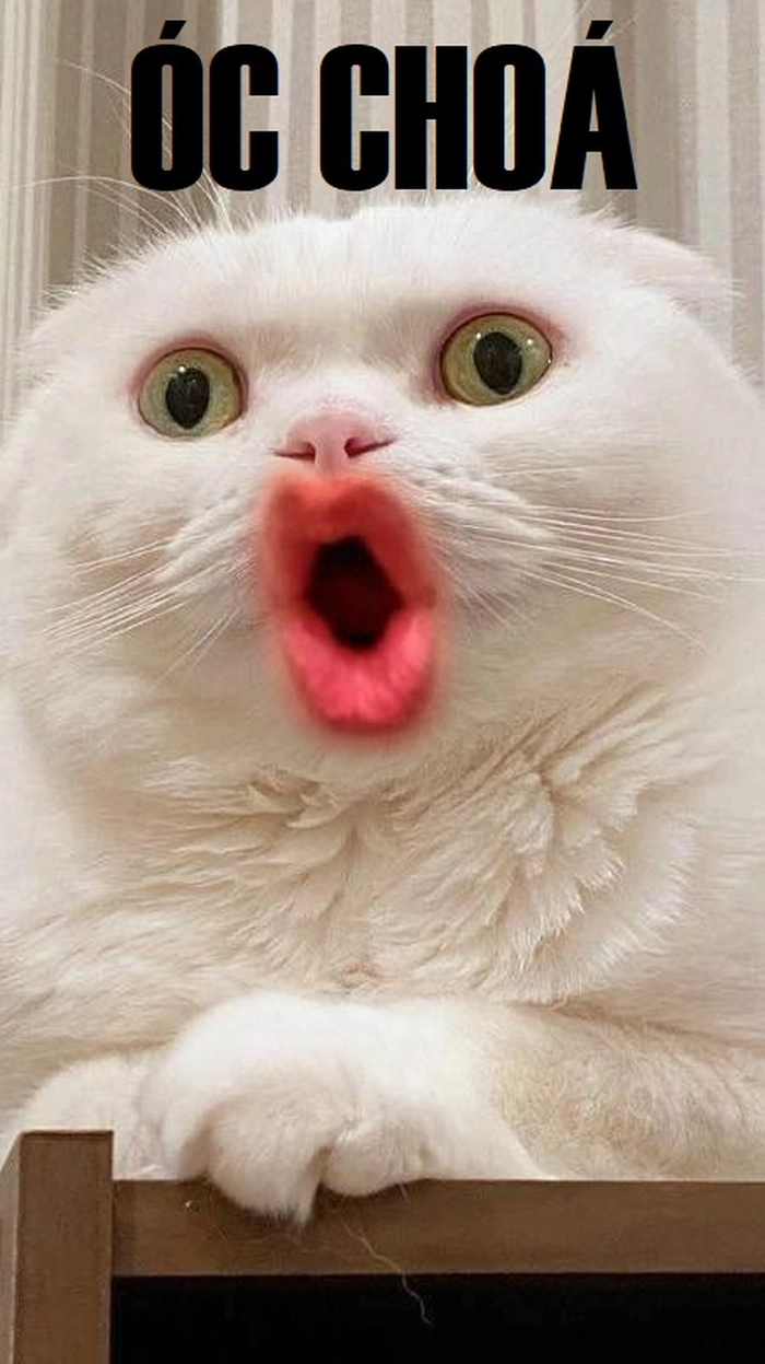 Meme óc chó hài hước để comment
