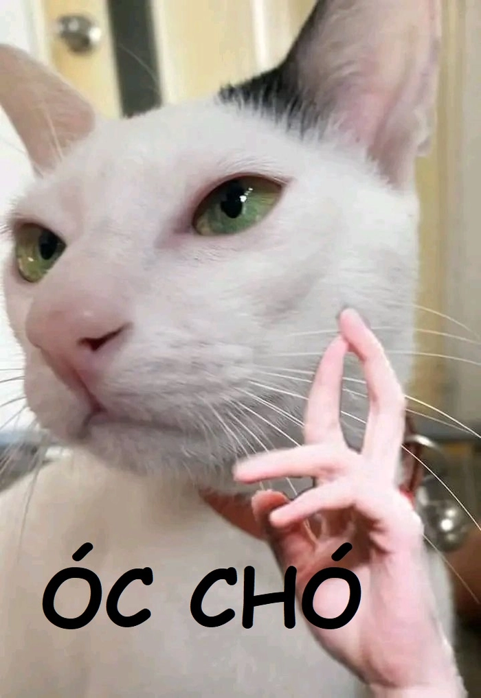 Meme óc chó vui nhộn hot nhất
