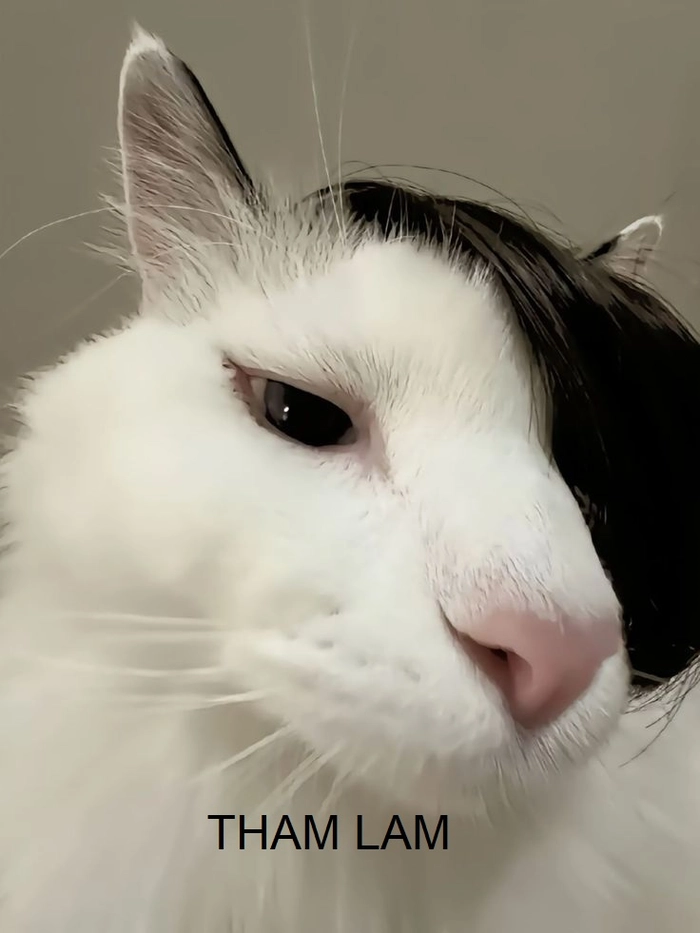 Meme tham lam gif độc đáo