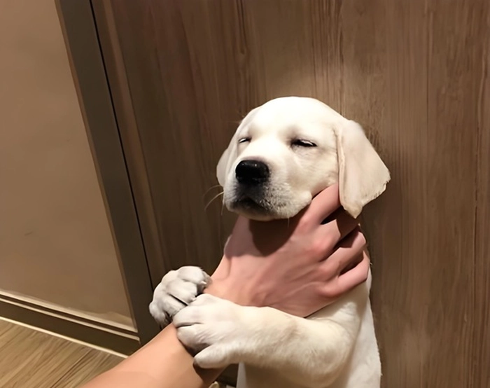 Meme thằng bé bị bóp cổ bá đạo
