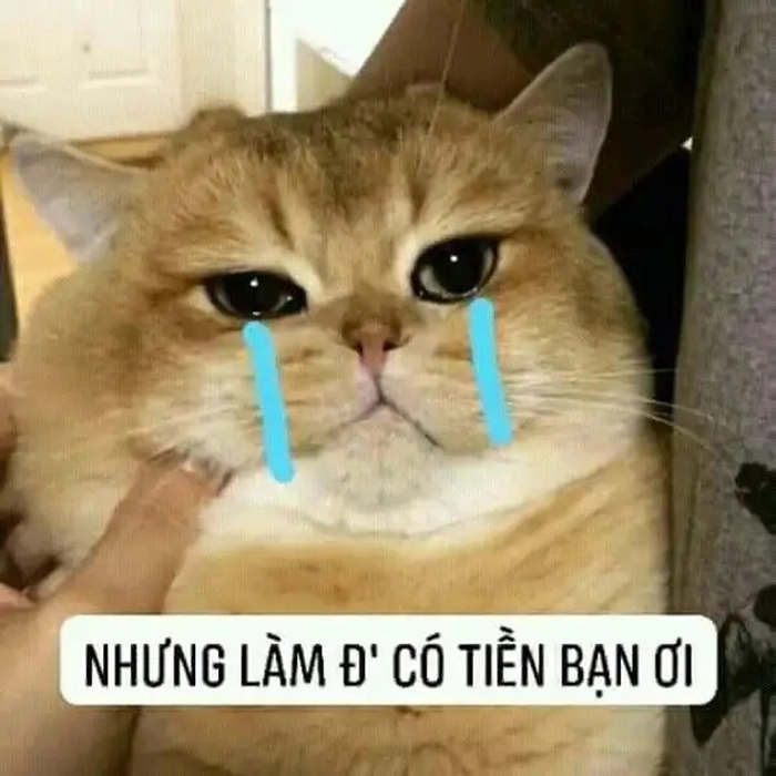 Meme tiền đâu hot trend