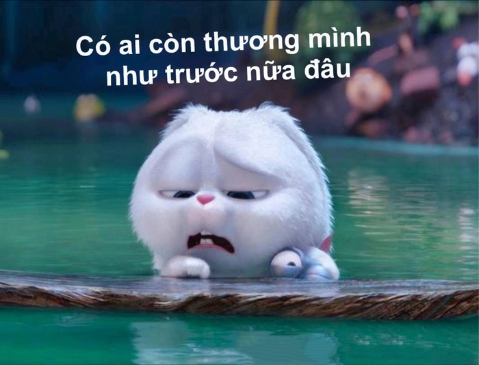 Thỏ Snowball cute hài bựa