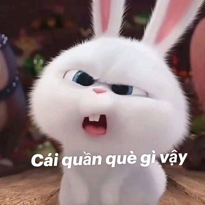 Thỏ Snowball meme troll vui