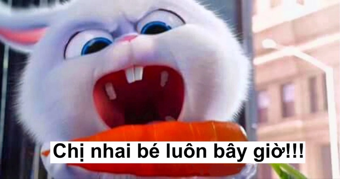 Thỏ Snowball tức giận hài hước